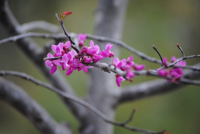 春天树开的花图片