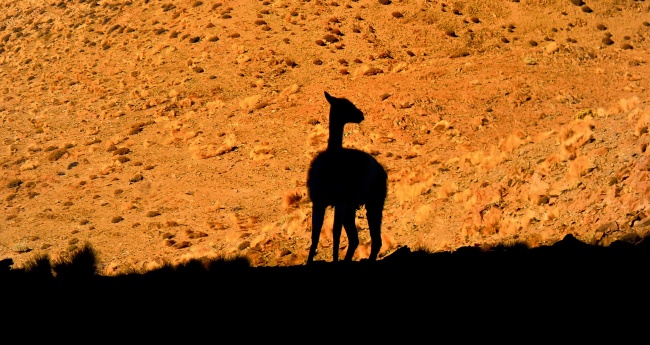沙漠濒危动物图片