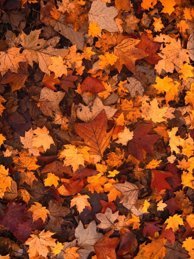 秋天落叶的图片