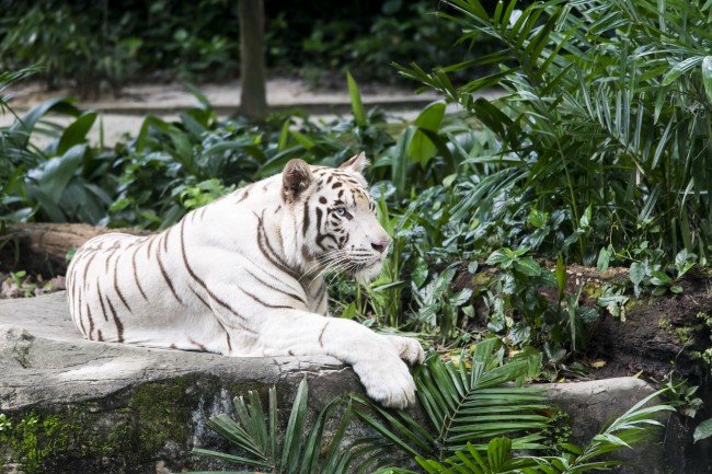 动物园白老虎图片
