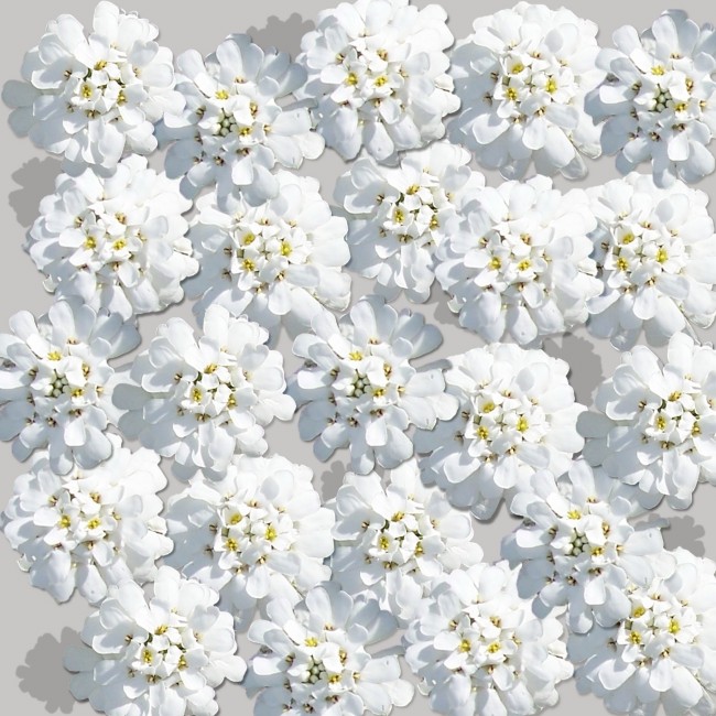 白色背景花朵图片