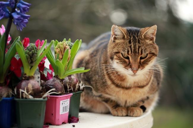 风信子盆栽小猫图片