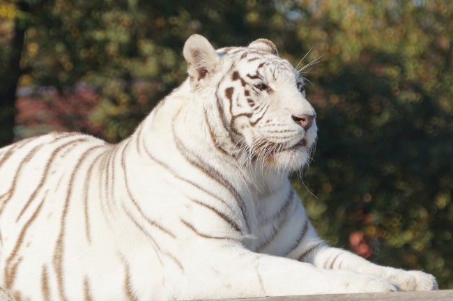动物园白色老虎图片