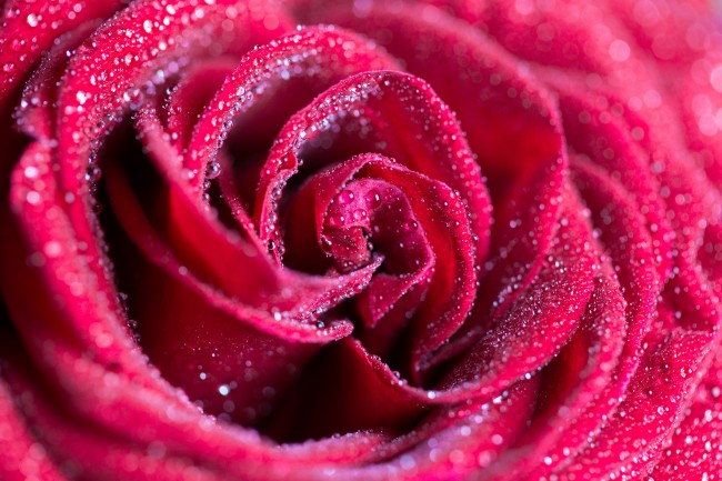 露珠红玫瑰图片