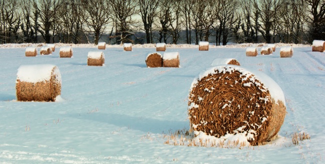 冬季雪地草垛图片