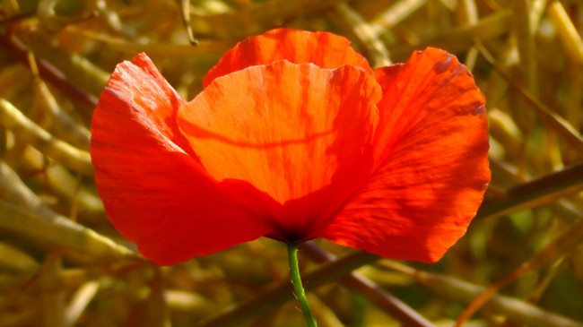 红艳罂粟花图片
