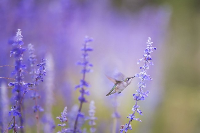 紫色鲜花蜂鸟图片