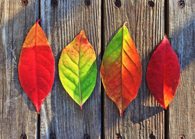 秋天的颜色树叶图片