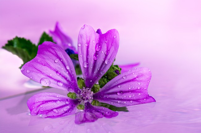 紫色花高清图片