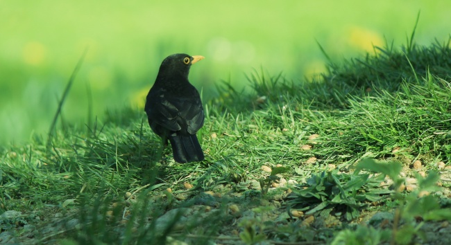绿草地里的黑鸟图片
