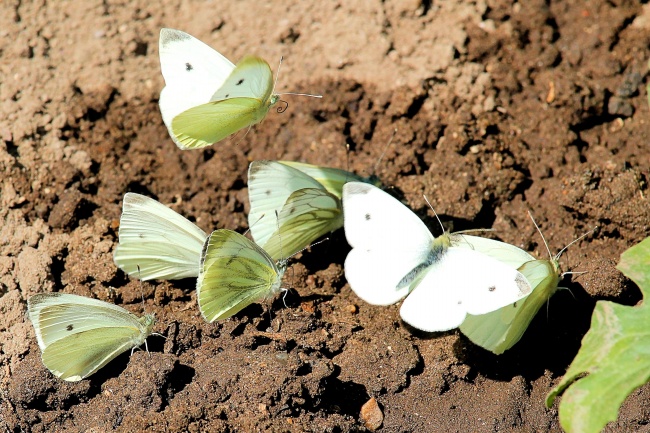 淡绿色蝴蝶图片