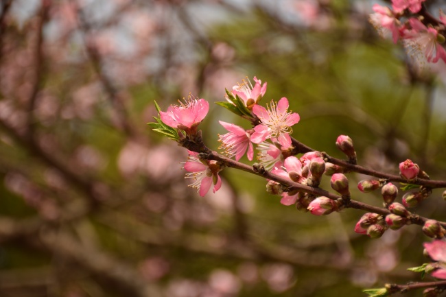 春天桃花盛开图片