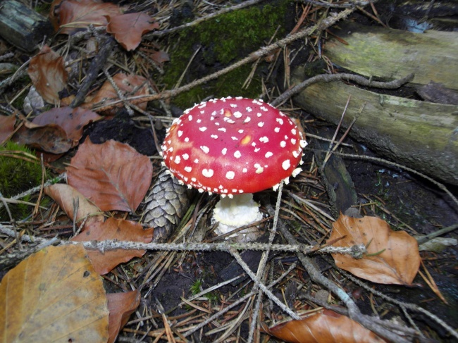 野生毒蘑菇图片