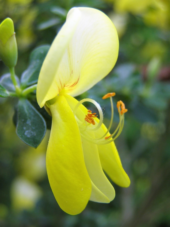 黄色花朵微距图片