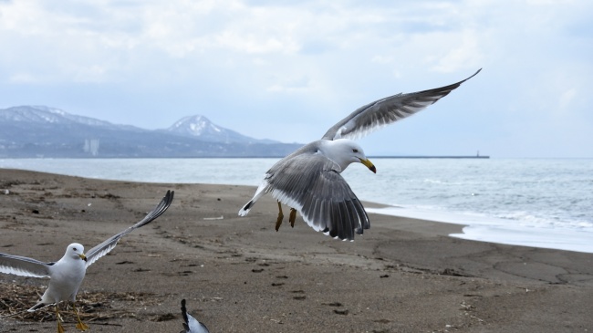 海滩海鸥飞翔图片