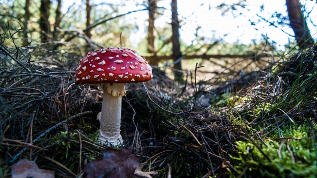 森林红色毒蘑菇图片