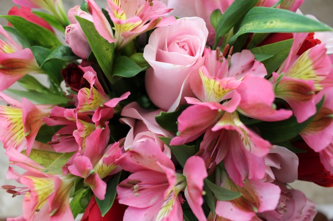 粉红色的清新花朵图片