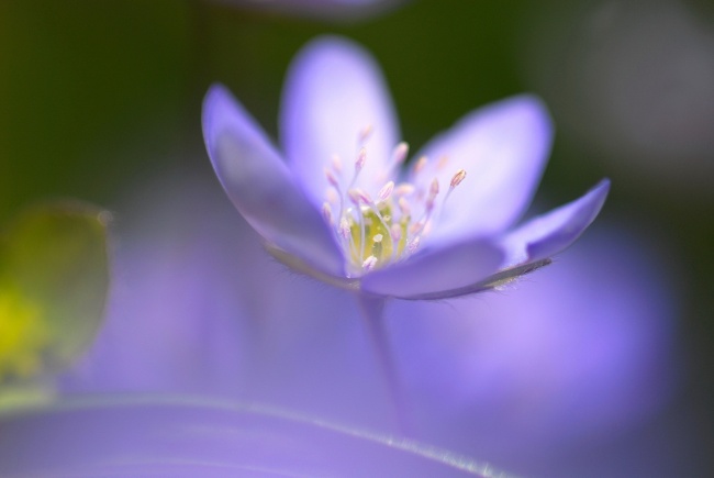 梦幻紫色花朵图片唯美