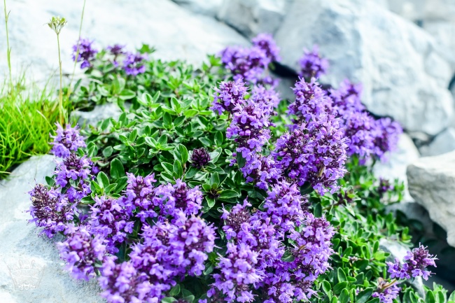 紫色花景图片
