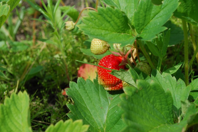 草丛红草莓图片