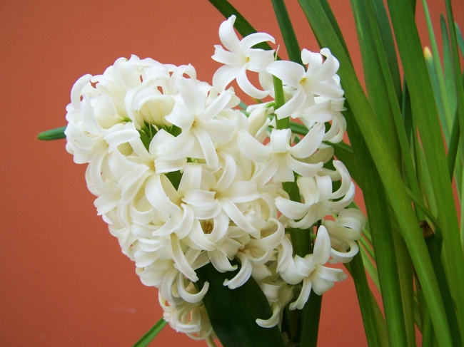 白色水仙花盆栽图片