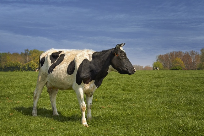 农场黑白花奶牛图片