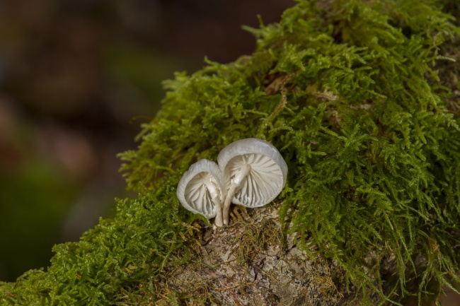 两朵白色小蘑菇图片