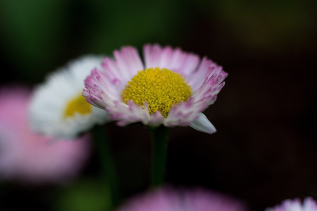 淡粉色雏菊花图片