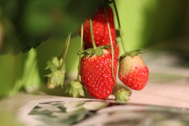 新鲜红草莓图片