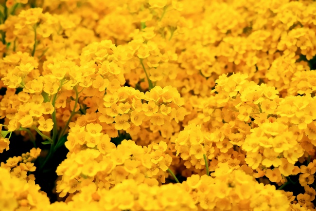黄色花团图片