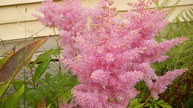粉色植物花朵图片