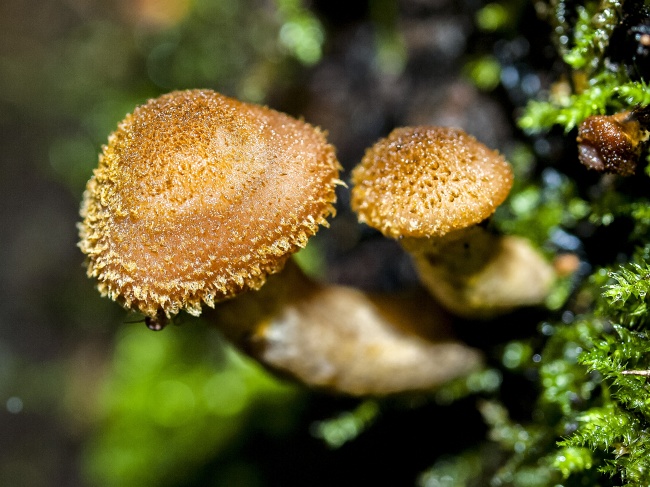 森林野蘑菇摄影图片