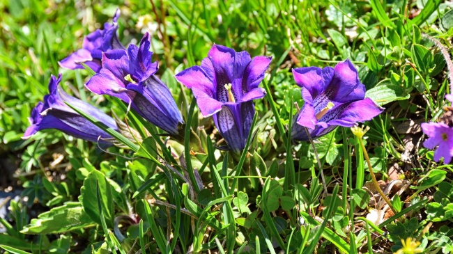 紫色龙胆花图片