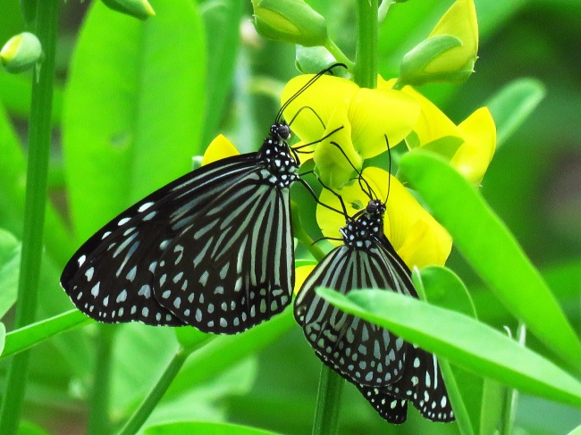 两只黑白蝴蝶图片