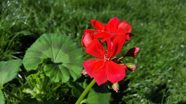 绚丽红色天竺葵图片