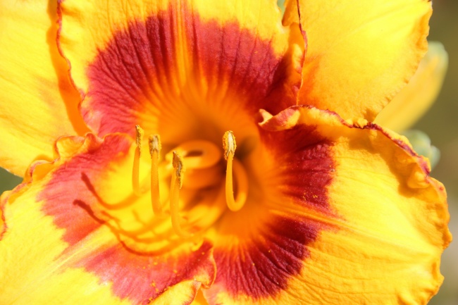 微距黄色花朵图片