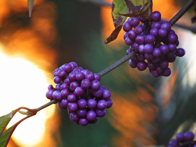 紫色野生浆果图片