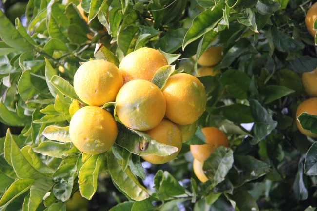 橘子树上的橘子图片
