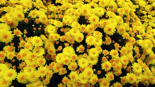 黄色菊花盛开图片