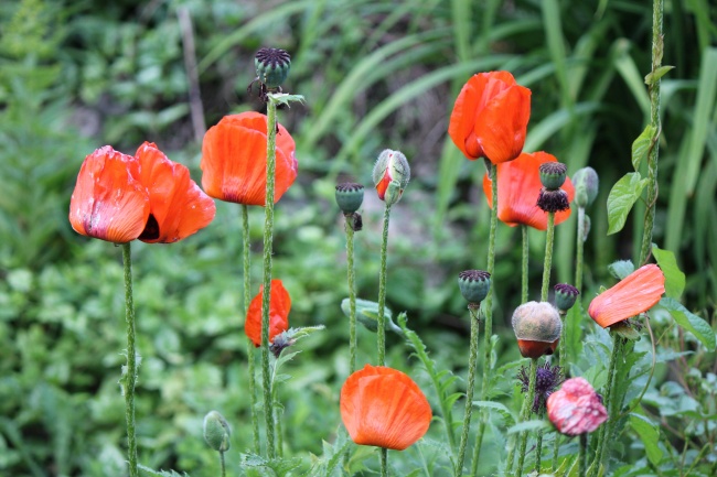 红罂粟花摄影图片