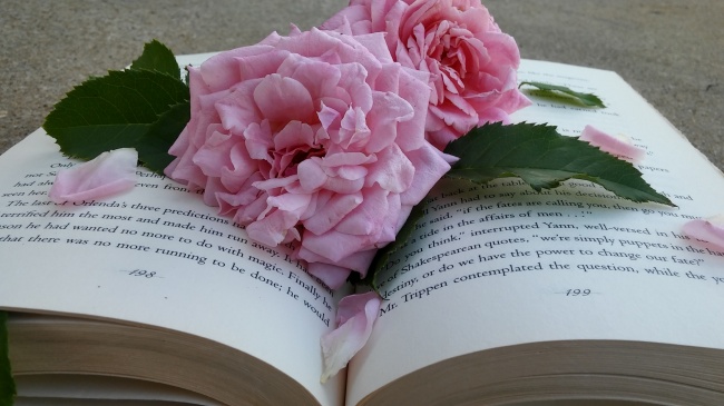 书本上的玫瑰花图片