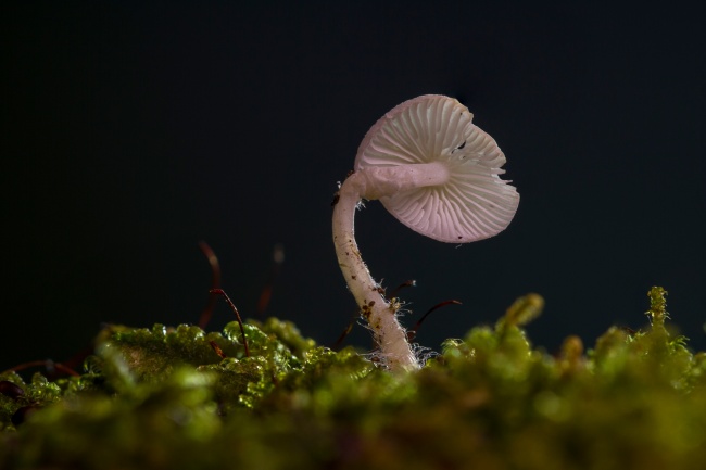 一朵白蘑菇图片