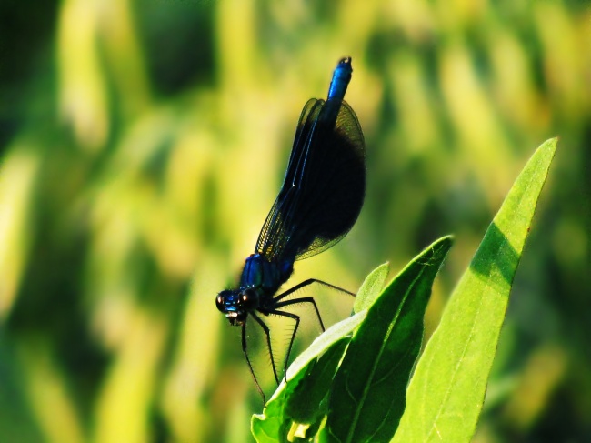 蓝色蜻蜓休憩图片