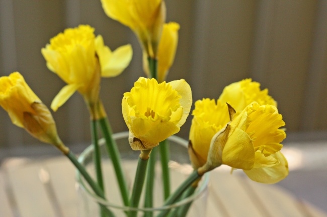 春天黄色喇叭花图片