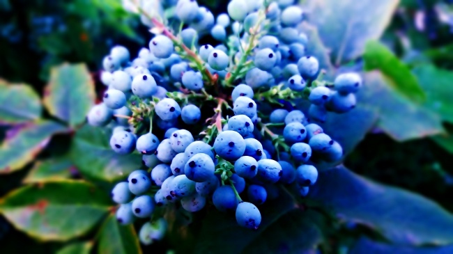 美味新鲜蓝莓图片
