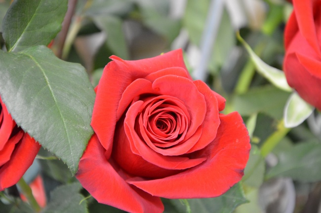情人节漂亮红玫瑰图片
