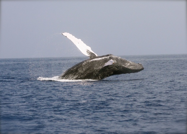 海洋大鲸鱼图片