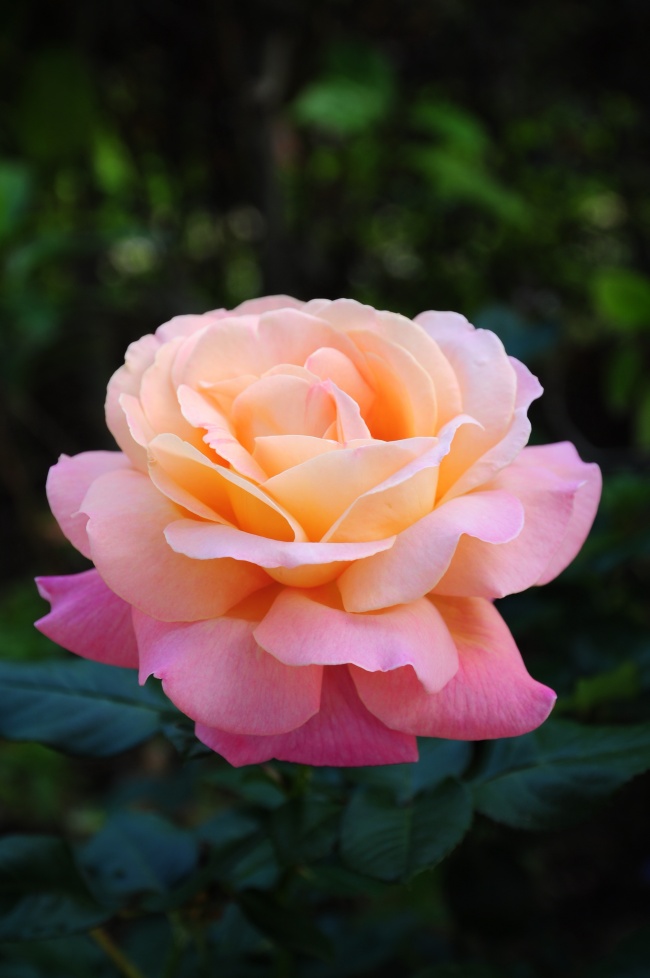 唯美粉红色玫瑰花图片