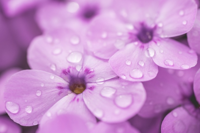梦幻紫罗兰花朵图片