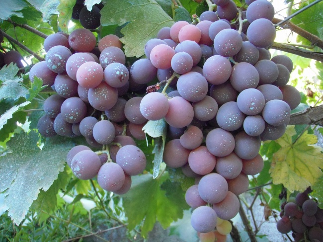 葡萄园成熟葡萄图片
